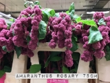 Amarabthus-Rosary