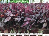 Amaranthus-CR-Velvet
