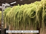 Amaranthus-Riham
