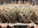 Amaranthus-Yearming-Desert