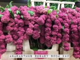 Anaranthus-Rosary