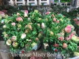 Anemone-Misty-Red