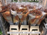 Anigozanthos-Kellmi