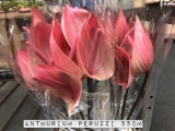 Anthurium-Peruzzi