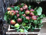 Apfel-Klein-am-Stiel