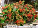 Asclepia-Gay-Bitterflies