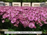 Astrantia-Prominent