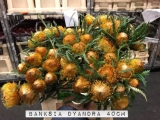 Banksia-Dyandra