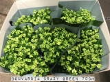 Bouvardia-Crazy-Green