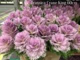 Brassica-Crane-King-