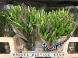 Brodea-Babylon