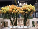 Capsicum-Rio