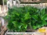 Choisya-Lemon-Green