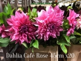 Dahlia-Cafe-Rose