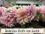 Dahlia-Cafe-au-Lait