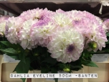 Dahlia-Eveline