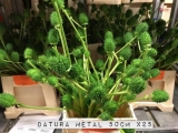 Datura-Metal