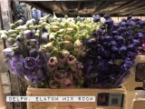 Delph.-Elatum-Mix