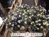 Delph.-La-Boheme