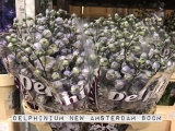 Delphinium-Amsterdam