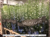 Delphinium-Centurion-Sky-Blue