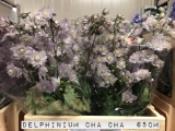 Delphinium-Cha-Cha