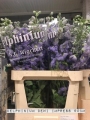 Delphinium-Dewi