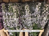 Delphinium-Spijker