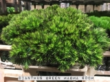Dianthus-Green
