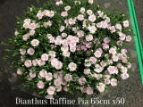 Dianthus-Raffine-Pia