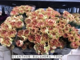 Dianthus-Salamdra