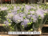 Didiscus-Blau