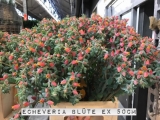 Echeveria-Blüte