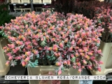 Echeveria-Blumen-RosaOrange