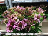Echinacea-Purpureum