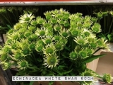 Echinacea-White-Swan