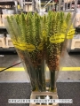 Eremurus-Robustus