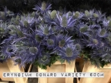Eryngium-Donard-Variety