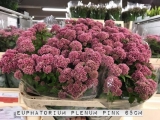 Euphatorium-Plenum-Pink