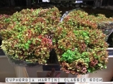 Euphorbia-Martini-Classic