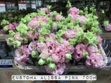 Eustoma-Alissa-Pink