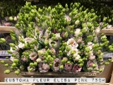 Eustome-Fleur-Elisa