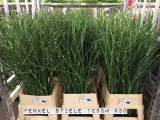 Fenkel-Stiele