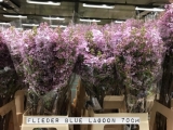 Flieder-Blue-Lagoon
