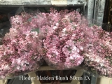 Flieder-Maiden-Blush