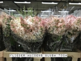 Flieder-Maidens-Blush