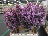 Flieder-Michelle-