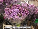 Flieder-Michelle