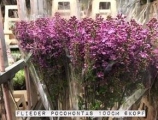 Flieder-Pocohontas-