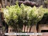Flieder-Stepman